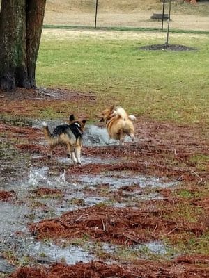 Rotary Dog Park (Member Only) - Belleville, IL