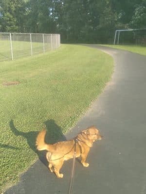 Town of Ellery Park