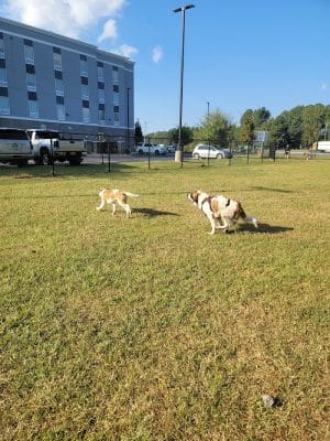 Benson Dog Park