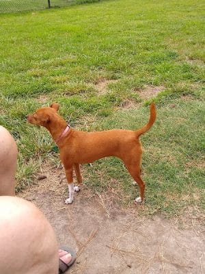 Benson Dog Park