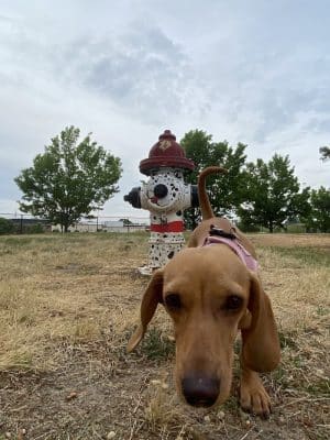 Benson Dog Park