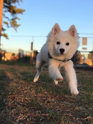 Benson Dog Park