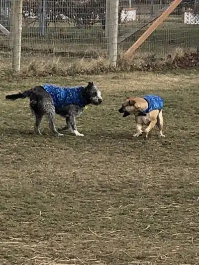 Badger Canyon Dogs - Benton City, WA