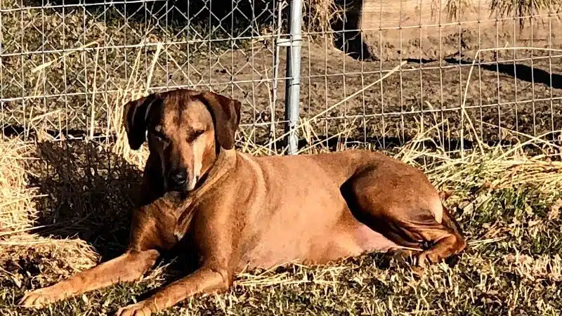 Badger Canyon Dogs - Benton City, WA