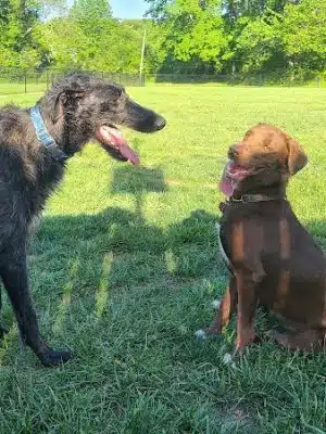 Tillie Memorial Dog Park - Berea, KY
