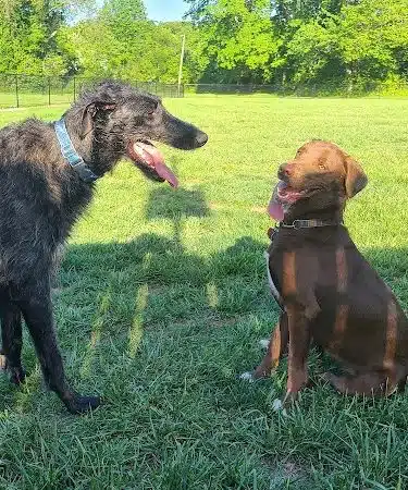 Tillie Memorial Dog Park - Berea, KY