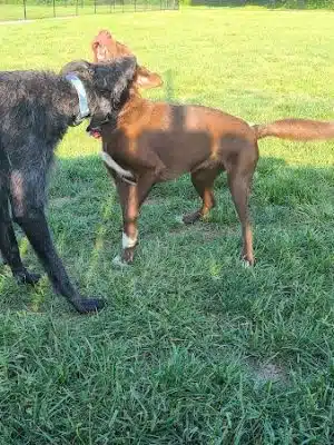 Tillie Memorial Dog Park - Berea, KY