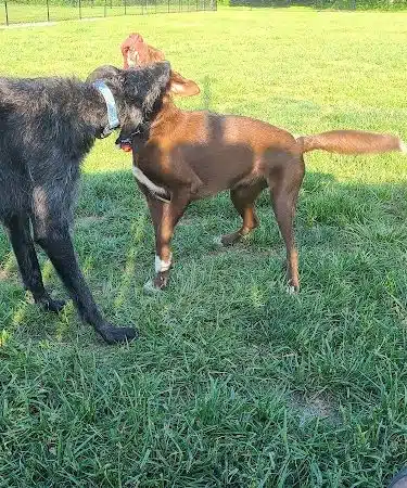 Tillie Memorial Dog Park - Berea, KY