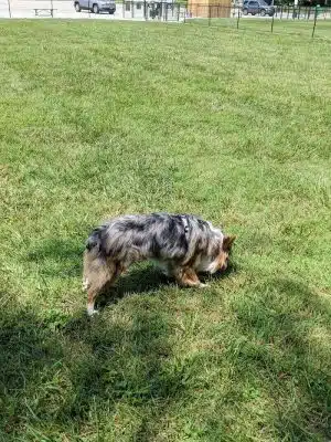 Tillie Memorial Dog Park - Berea, KY