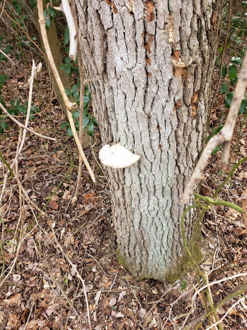 Berlin Park Trails - Berlin, NJ