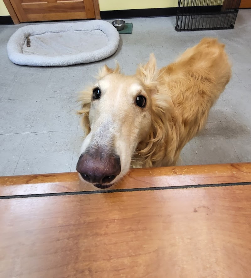 WonderDogs Canine Training & Activity Center - Berlin Township, NJ