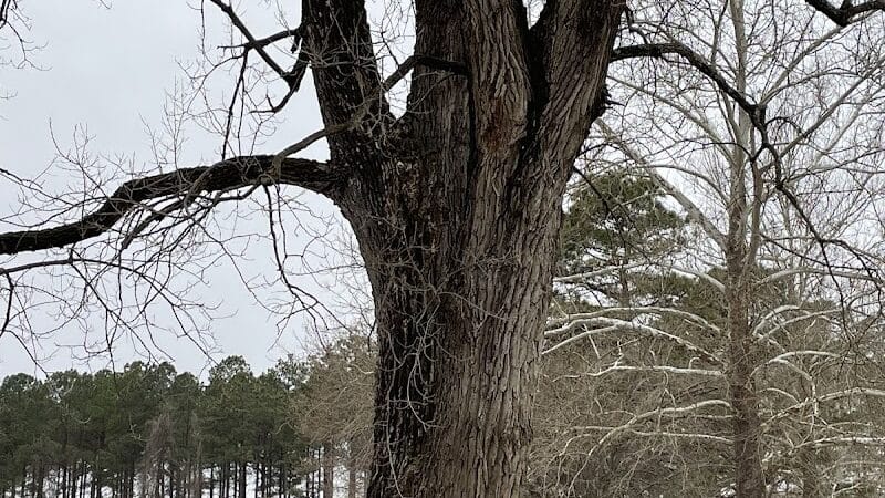 Toad Suck Park - Bigelow, AR