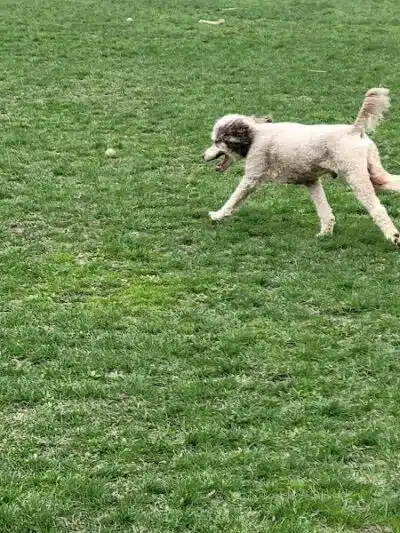 Canine Commons Dog Park - Binghamton, NY