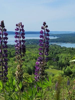 Blue Hill Mountain Osgood Trail- Blue Hill Heritage Trust