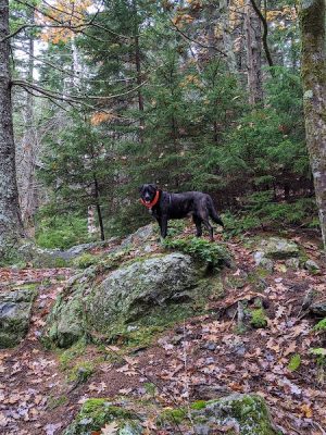 Blue Hill Mountain Osgood Trail- Blue Hill Heritage Trust