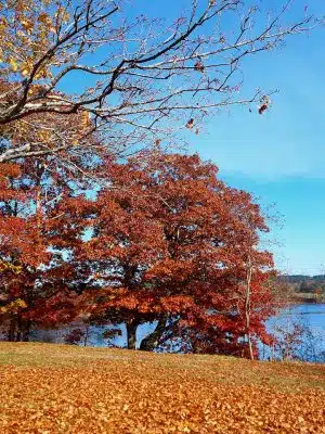 Blue Hill Town Park