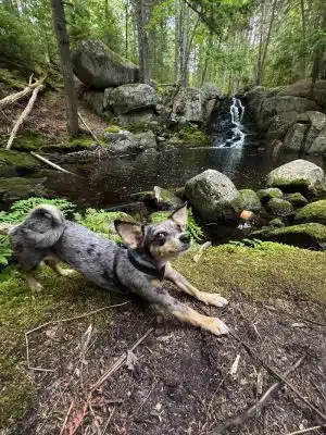 Peters Brook Trail - Blue Hill Heritage Trust