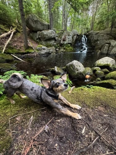 Peters Brook Trail - Blue Hill Heritage Trust