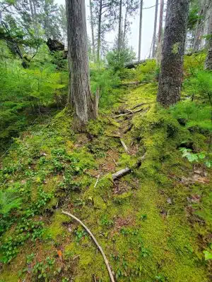Peters Brook Trail - Blue Hill Heritage Trust