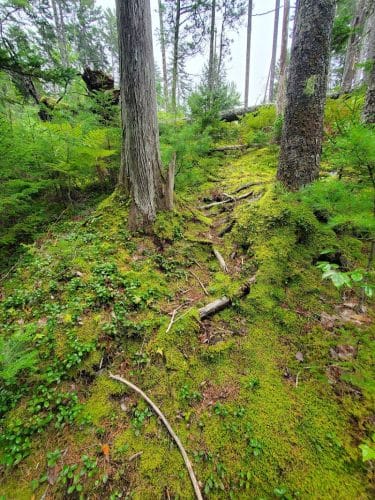 Peters Brook Trail - Blue Hill Heritage Trust