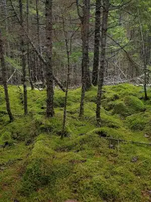 Peters Brook Trail - Blue Hill Heritage Trust