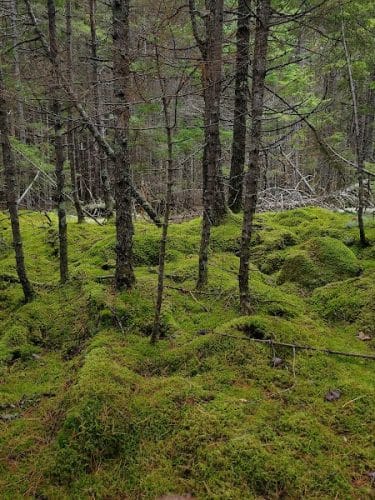 Peters Brook Trail - Blue Hill Heritage Trust