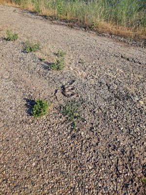Fort Boise Dog Park