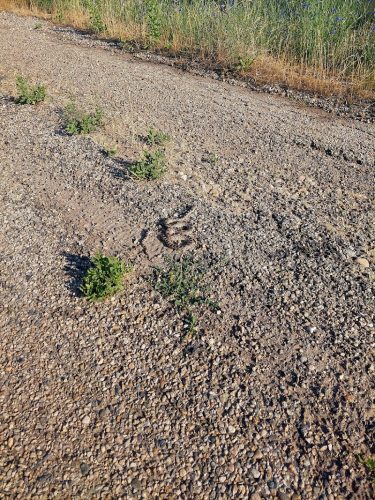 Fort Boise Dog Park