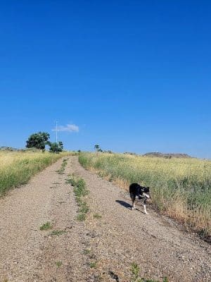 Fort Boise Dog Park