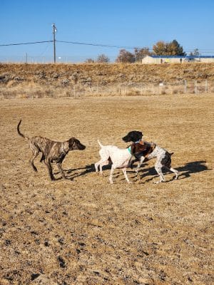 Fort Boise Dog Park
