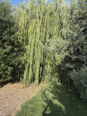 Mariposa Park