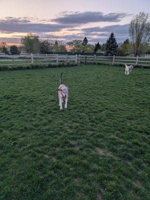 Molenaar Dog Park