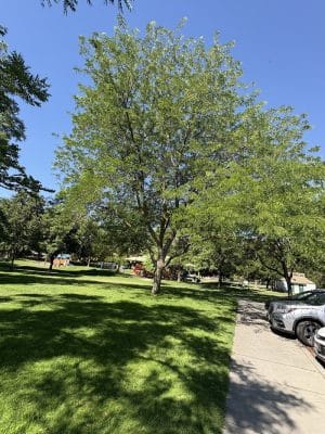 Sunset Park