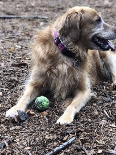 Hounds Hollow Dog Park - Bonney Lake, WA