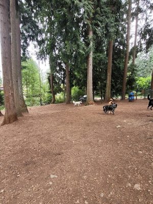 Viking Park, Off-leash Dog Park - Bonney Lake, WA