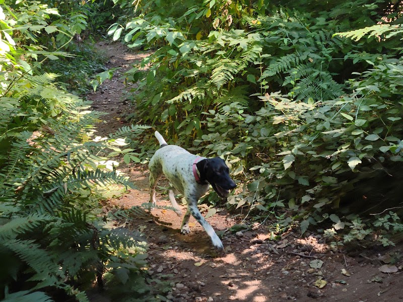 Viking Park, Off-leash Dog Park - Bonney Lake, WA