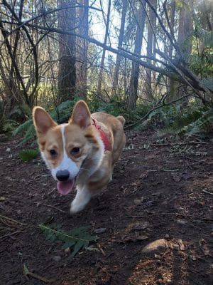 Viking Park, Off-leash Dog Park - Bonney Lake, WA