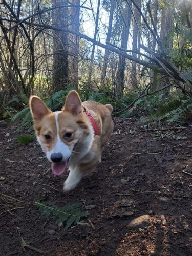 Viking Park, Off-leash Dog Park - Bonney Lake, WA