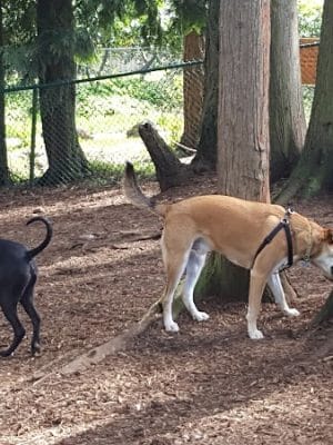 Viking Park, Off-leash Dog Park - Bonney Lake, WA