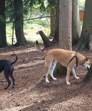 Viking Park, Off-leash Dog Park - Bonney Lake, WA