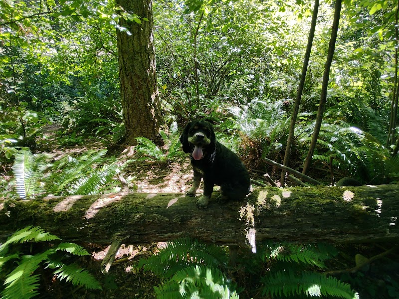 Viking Park, Off-leash Dog Park - Bonney Lake, WA