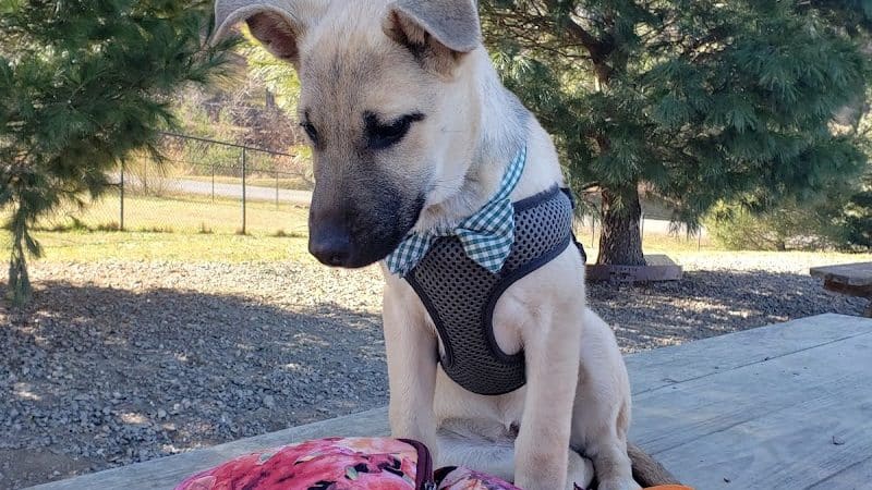 Humane Society Dog park - Boone, NC