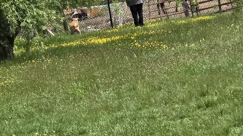 Humane Society Dog park - Boone, NC