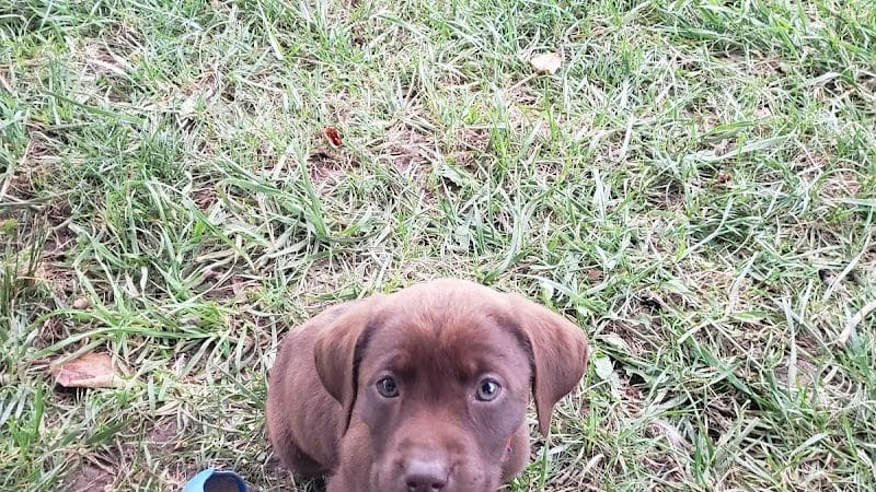 Humane Society Dog park - Boone, NC