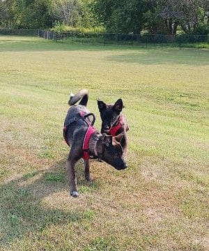 Dog Park