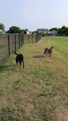 Dog Park