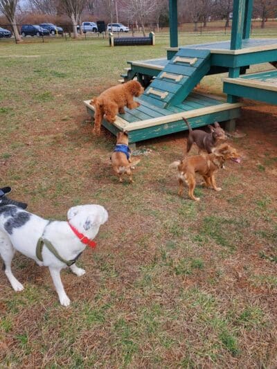 Bark Park at H.P. Thomas Park - Bowling Green, KY