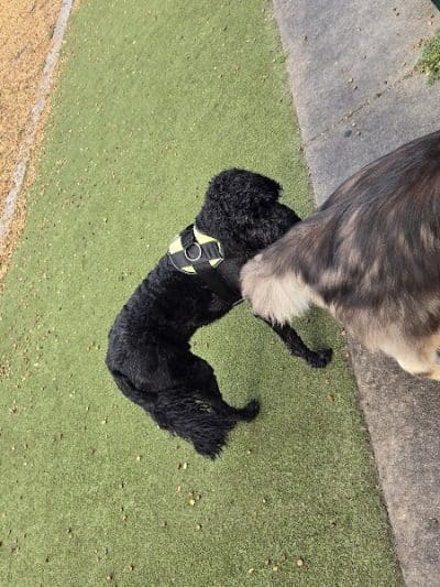 Saladino Dog Park - Brandon, FL