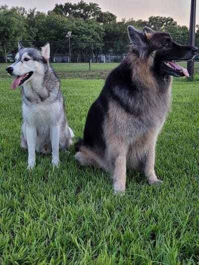 Saladino Dog Park - Brandon, FL