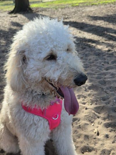 Saladino Dog Park - Brandon, FL